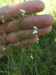 Galium octonarium