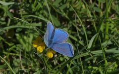 Polyommatus bellargus