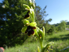 Ophrys insectifera aymoninii