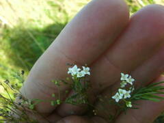 Galium octonarium