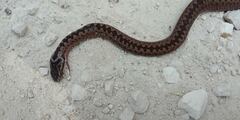 Vipera berus