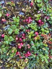 Vaccinium vitis-idaea