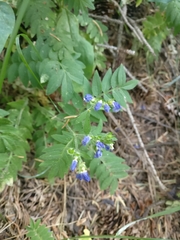 Polemonium pulcherrimum delicatum