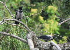 Corvus cornix cornix