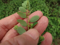 Phyllanthus caroliniensis
