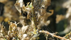 Cydalima perspectalis