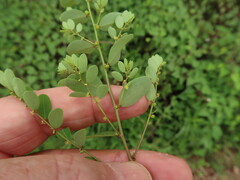 Phyllanthus caroliniensis