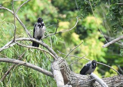 Corvus cornix cornix