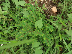 Phyllanthus caroliniensis