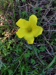 Oxalis pes-caprae