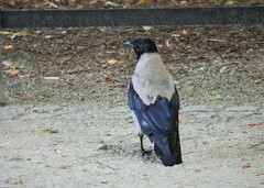 Corvus cornix cornix