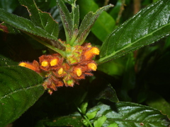 Columnea calotricha