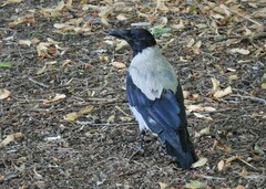 Corvus cornix cornix