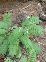 Polemonium pulcherrimum delicatum
