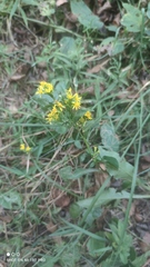 Solidago virgaurea