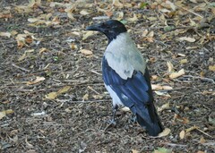 Corvus cornix cornix