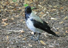 Corvus cornix cornix