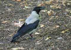 Corvus cornix cornix