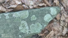 Protoparmeliopsis muralis