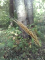 Hordelymus europaeus