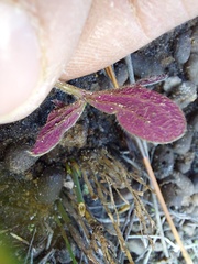 Oxalis truncatula