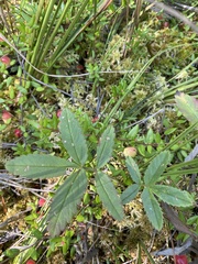 Comarum palustre