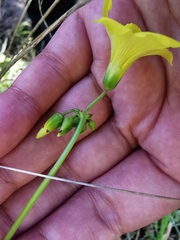 Oxalis pes-caprae