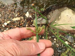 Cyperus iria