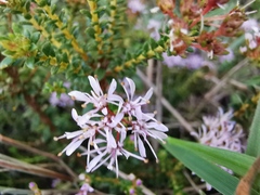 Agathosma
