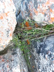 Asparagus declinatus