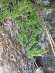 Asparagus declinatus