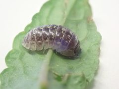 Armadillidium
