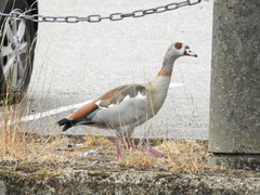 Alopochen aegyptiaca