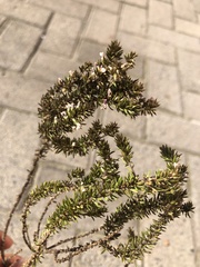 Muraltia satureioides