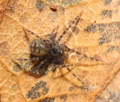 Phyxelididae