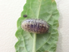 Armadillidium
