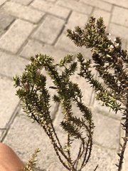 Muraltia satureioides