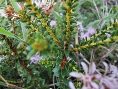 Agathosma