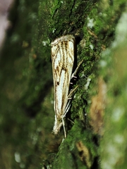 Catoptria falsella