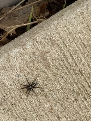 Herpyllus ecclesiasticus