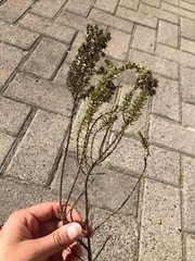 Muraltia satureioides