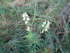 Aconitum barbatum