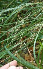 Poa nemoralis