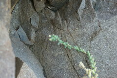 Hyoscyamus albus