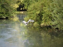 Ardea cinerea cinerea