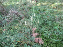 Aconitum barbatum