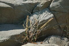 Hyoscyamus albus