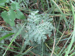 Artemisia tanacetifolia
