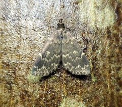 Idia lubricalis