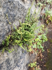 Asplenium trichomanes